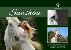 Boxenschild Pferd Sunshine mit 3 Fotos