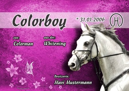 Boxenschild Pferd Colorboy Stallschild