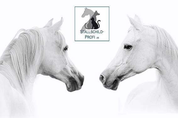 Auf einem Schwarz-Weiß-Foto stehen sich zwei weiße Pferde gegenüber.