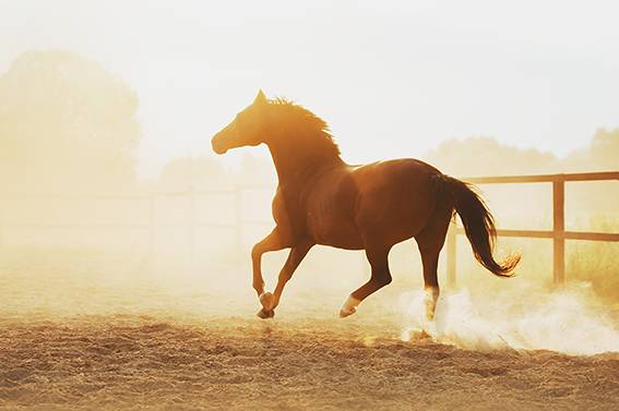 Ein Pferd läuft auf einem Feld bei Sonnenaufgang