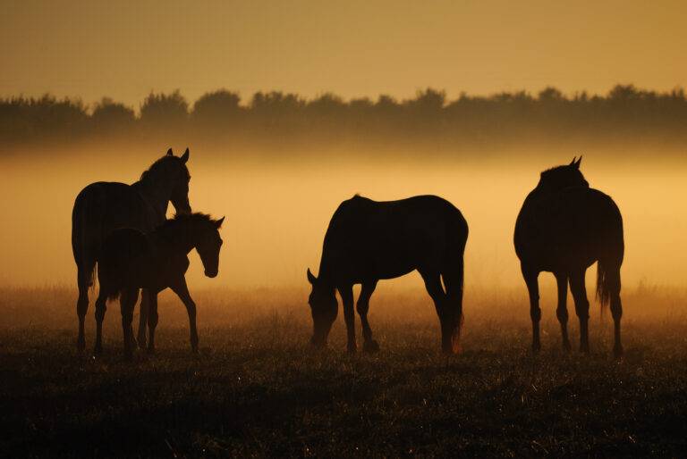 Eine Gruppe Pferde grasen auf einer Weide
